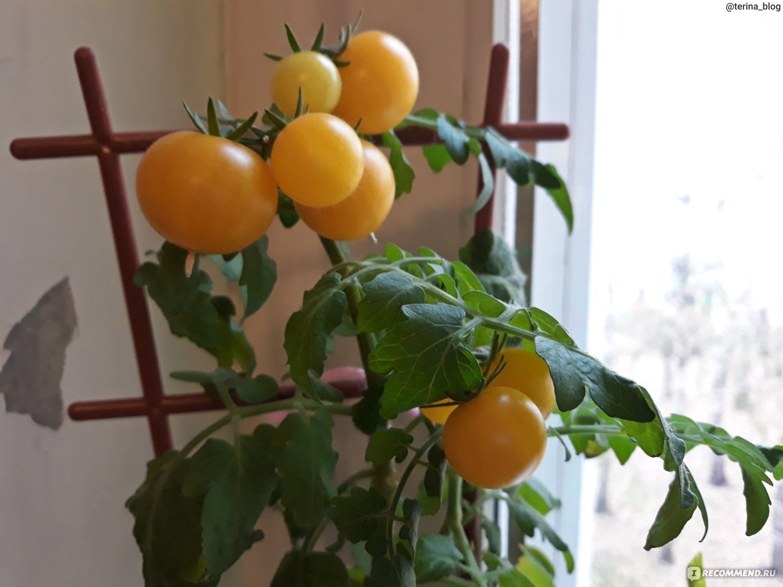 Семена Гавриш Томат черри Синичка - «Желтые помидоры черри на подоконнике ?Какой урожай приносит такое садоводство, всхожесть семена Гавриш»